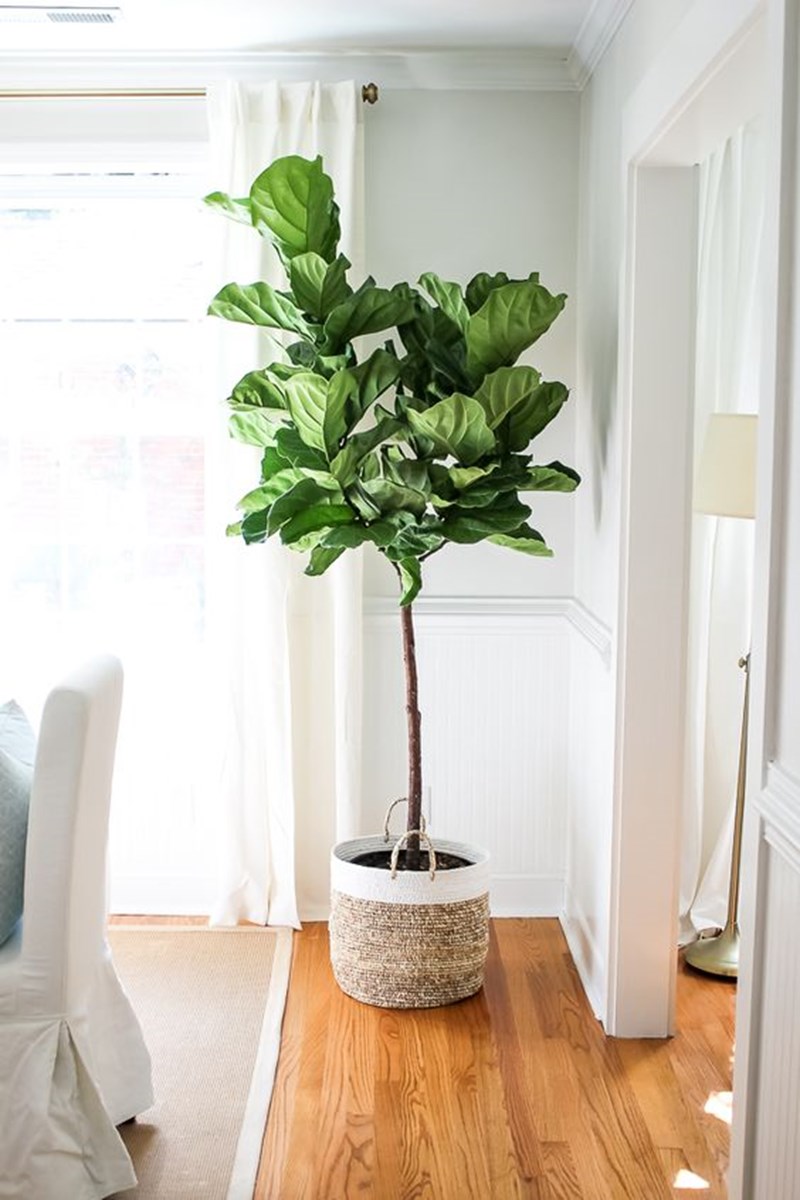 house plants