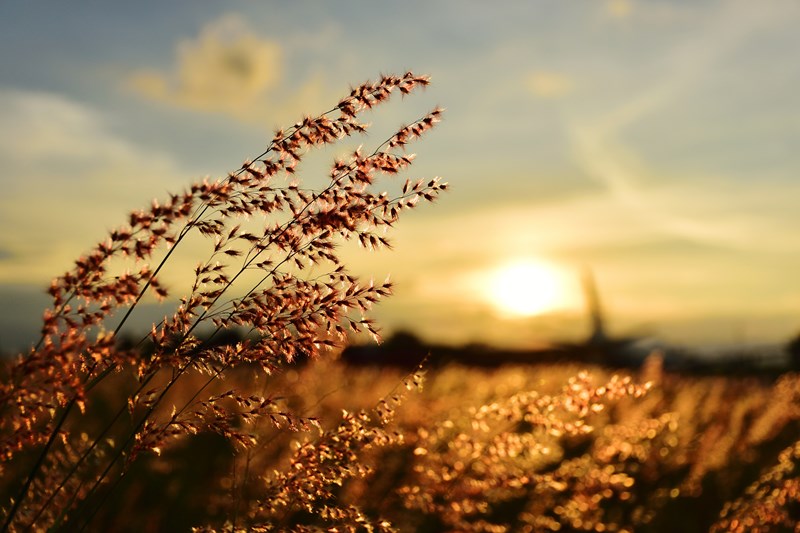 summer