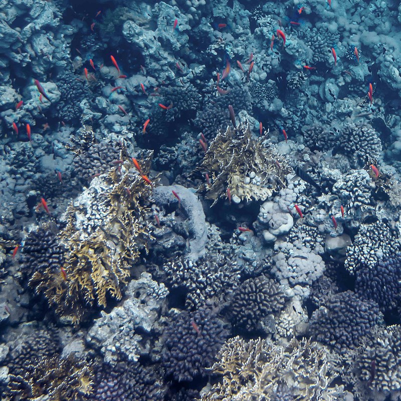 mesogeios