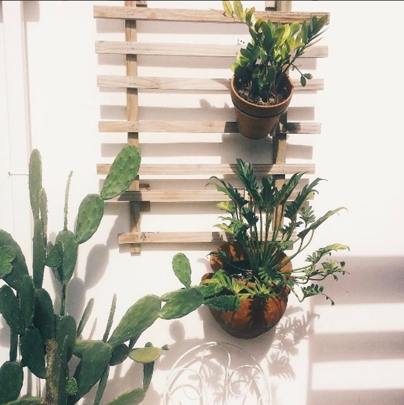 plants