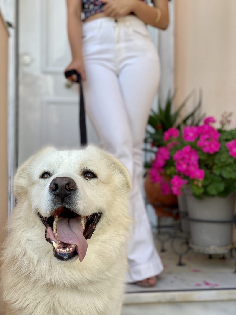 δέσποινα αποστολοπούλου