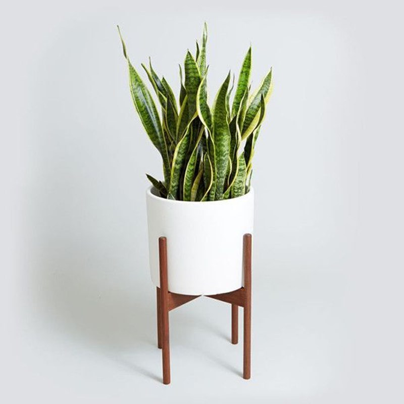 house plants