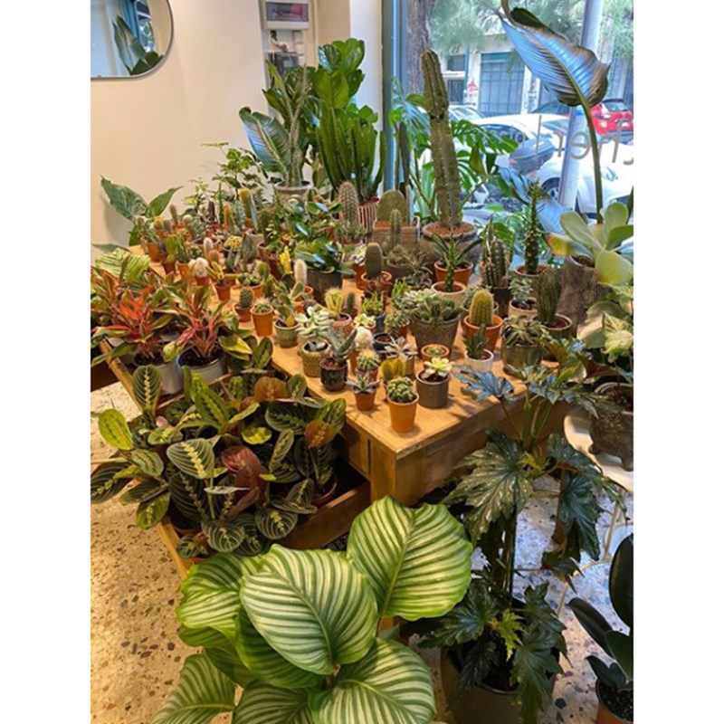 mother of plants