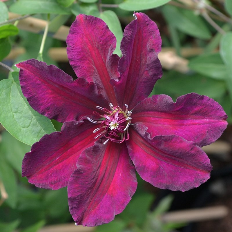 Clematis Meghan