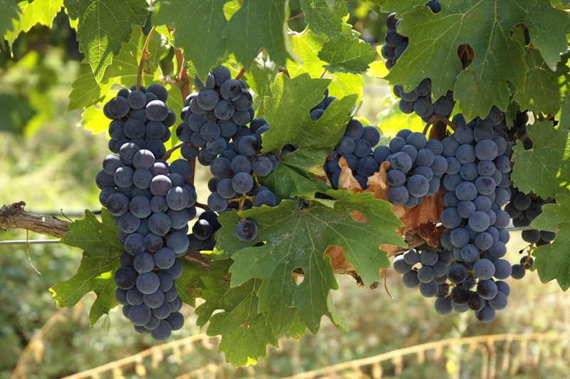 Γουμένισσα Μπουτάρη