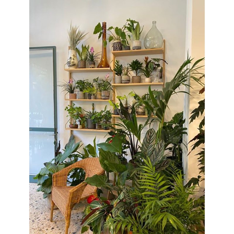 mother of plants