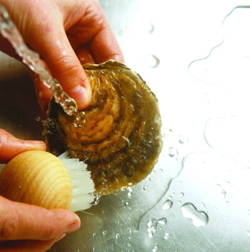 οστρακοειδή