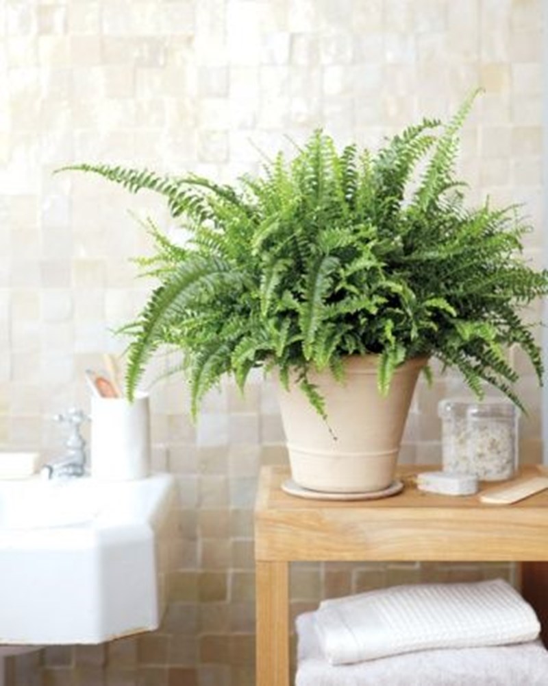house plants