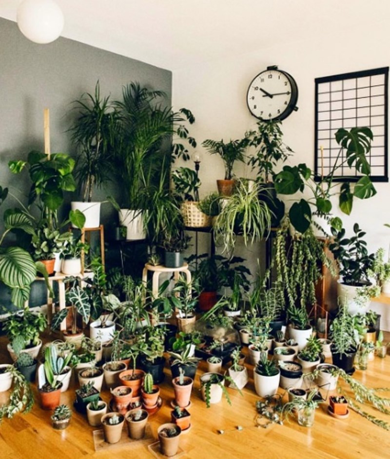 plants
