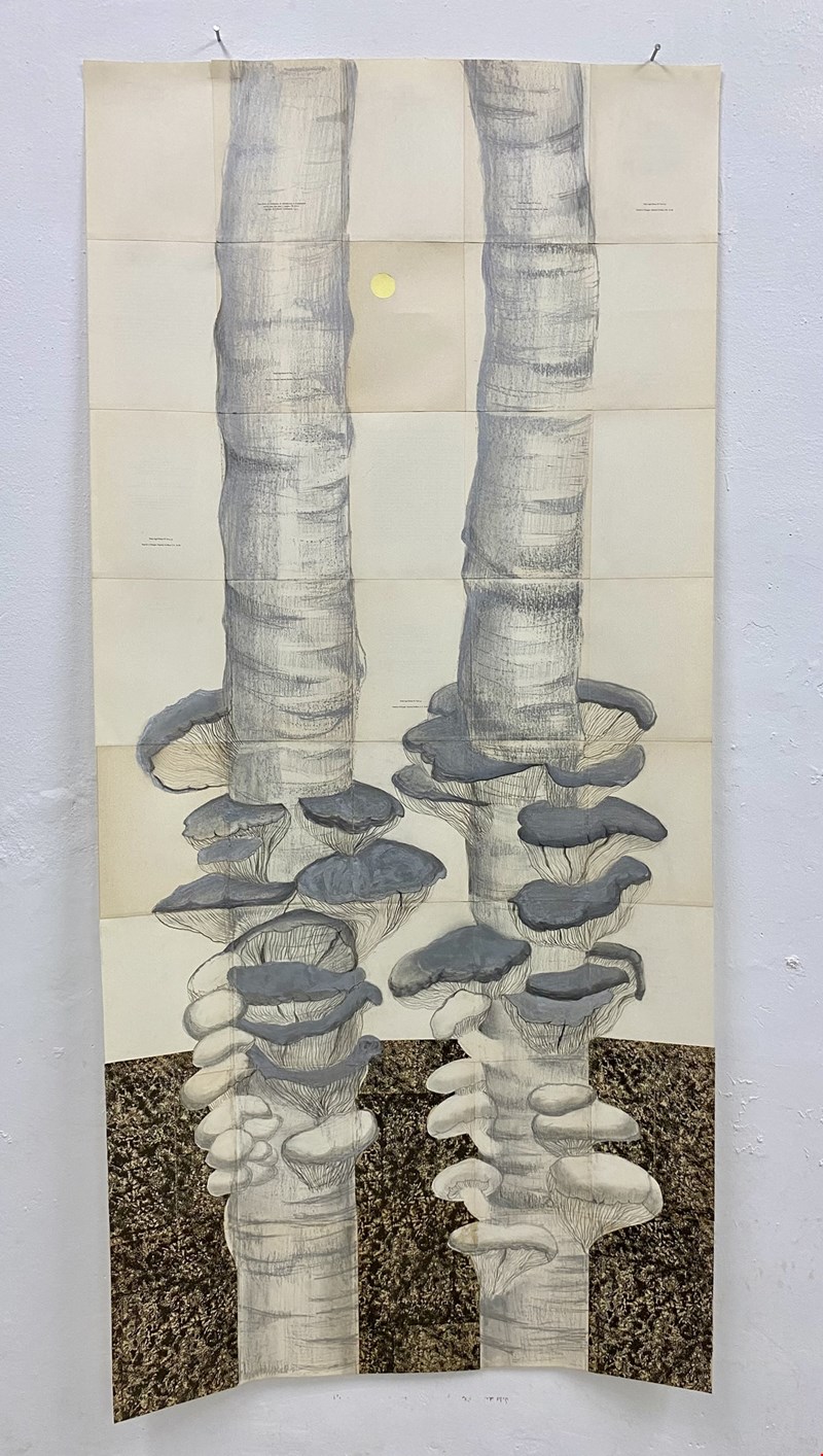 citronne gallery