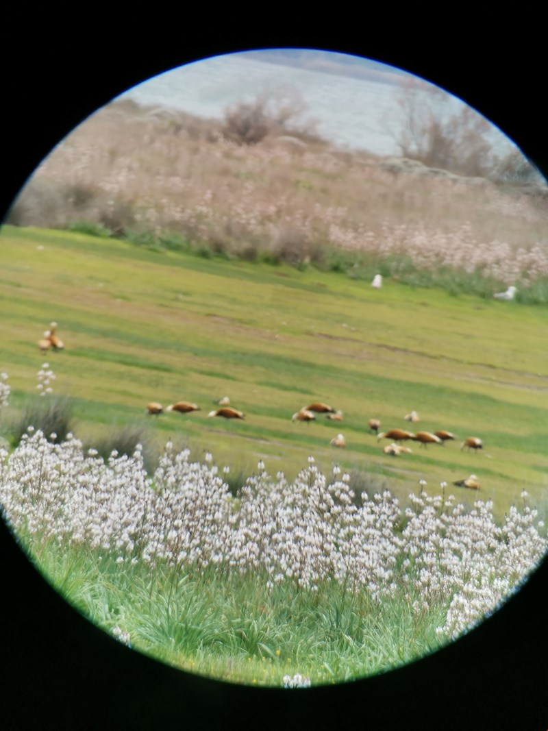 Λέσβος birdwatching