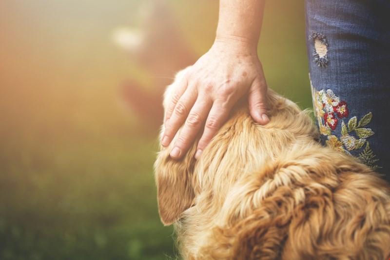 ζώα συντροφιάς