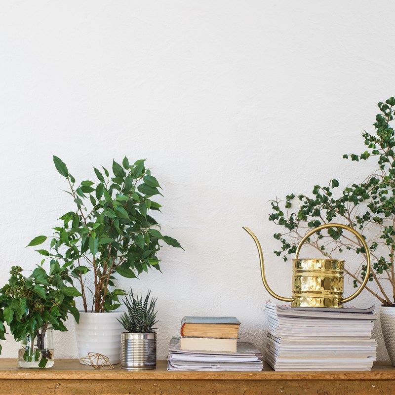 home plants