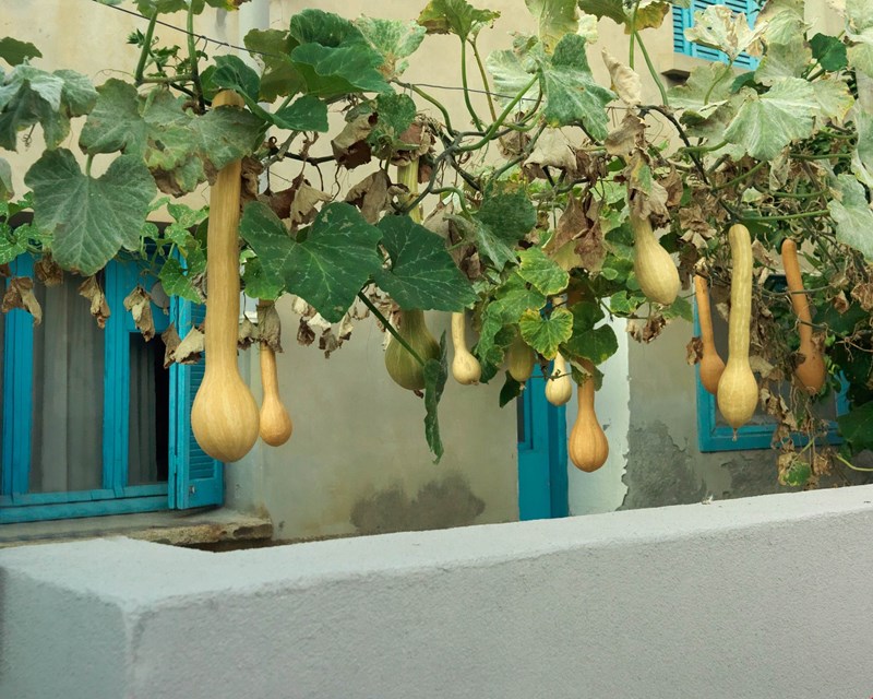 Kournos