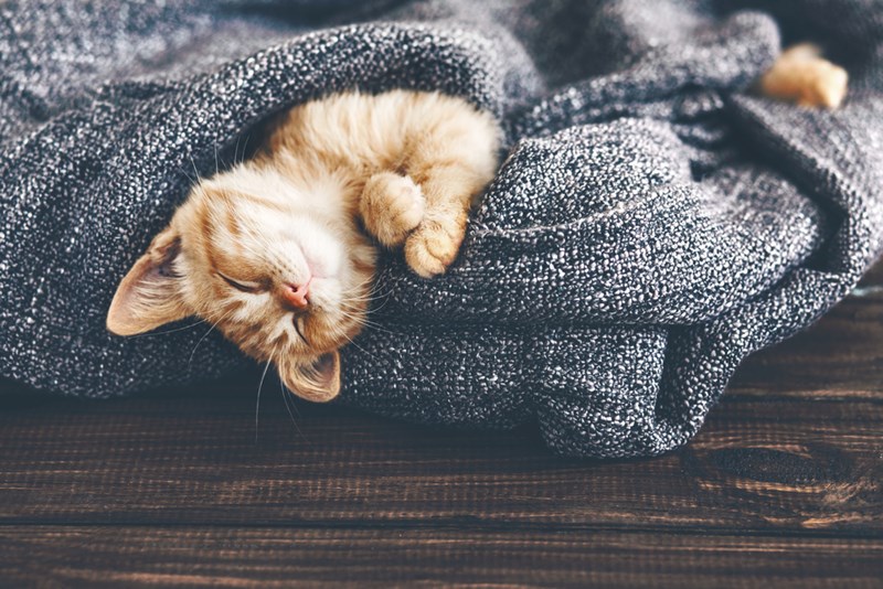cat