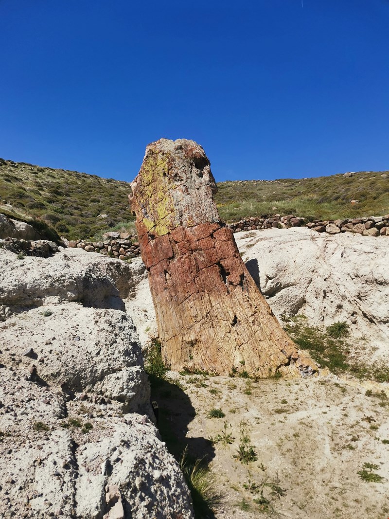 Απολιθωμένο Δάσος Λέσβου
