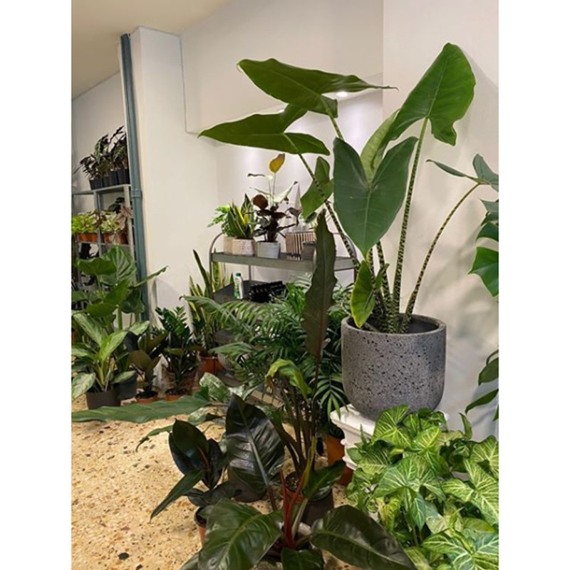 mother of plants
