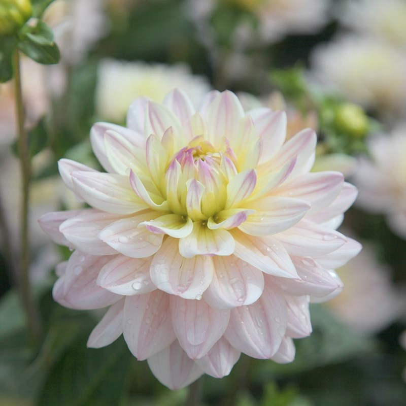 flower diana
