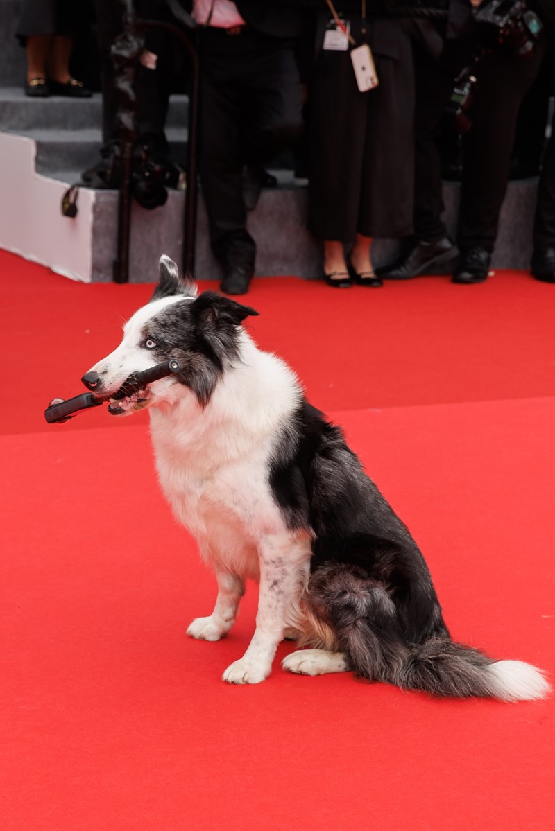 Messi the dog