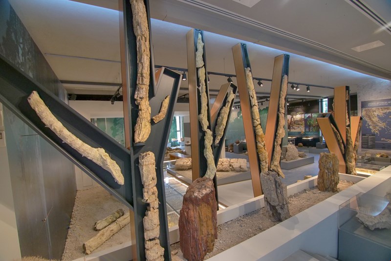 Μία στάση στο Μουσείο Φυσικής Ιστορίας για να ακούσεις, δεις, μάθεις