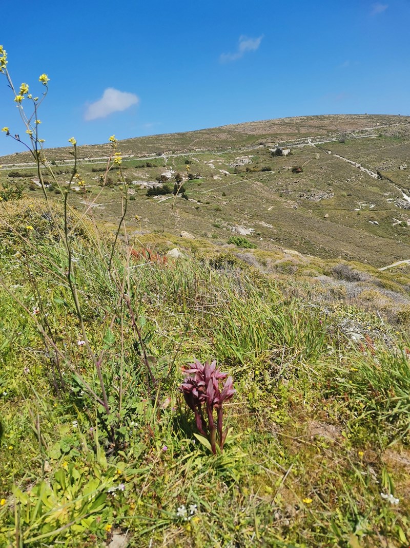 Απολιθωμένο Δάσος Λέσβου