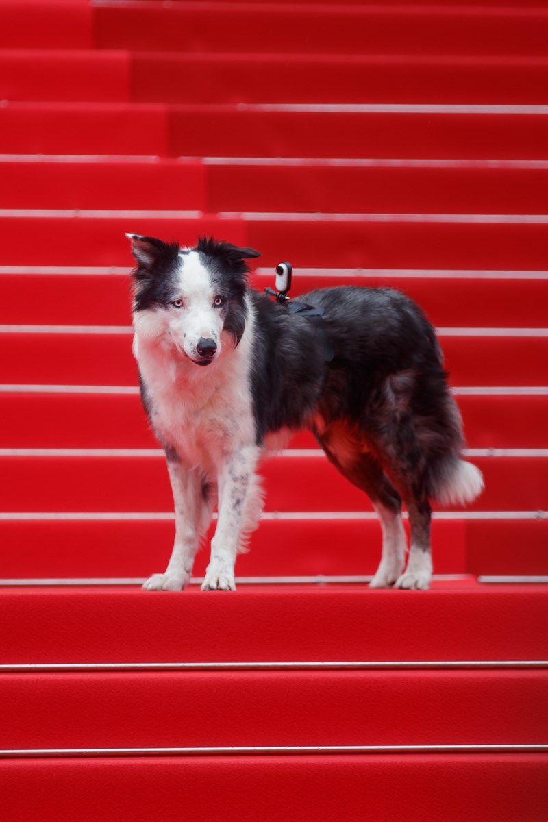 Messi the dog