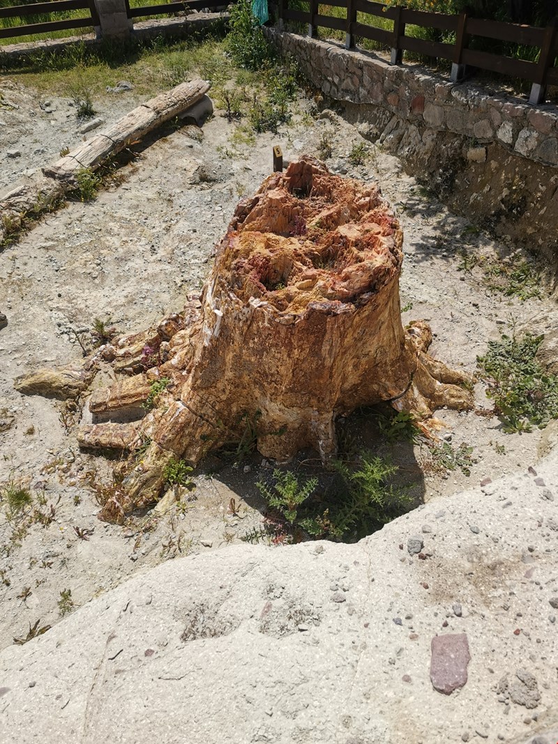 Απολιθωμένο Δάσος Λέσβου