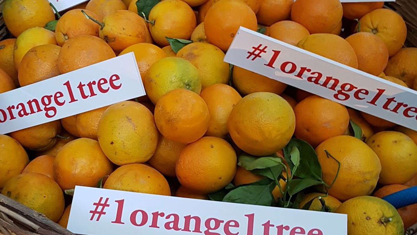 #Tidbits *: 1 orange 1 tree