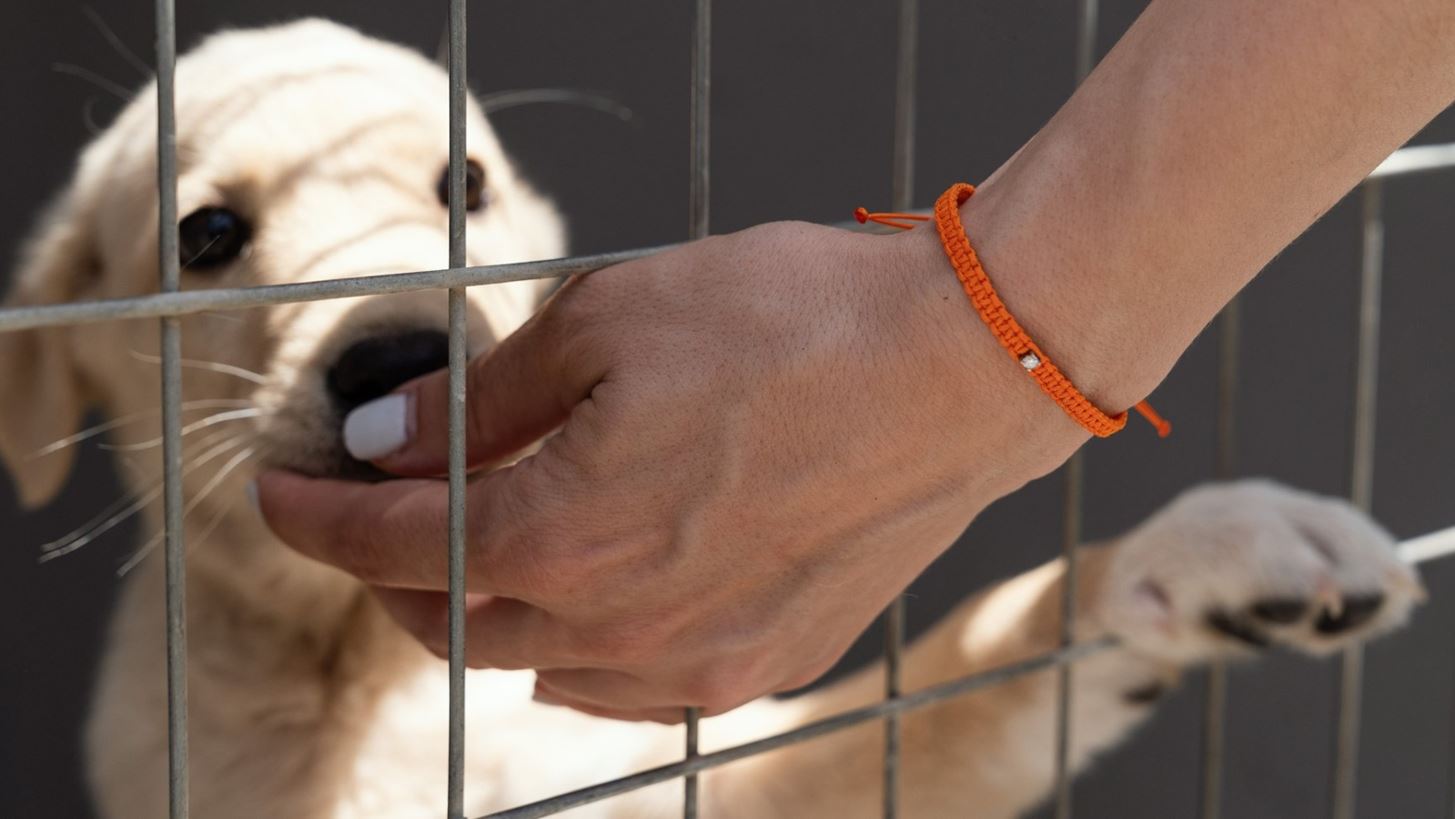 Griamond X Save A Greek Stray | &#x388;&#x3BD;&#x3B1; limited edition &#x3B2;&#x3C1;&#x3B1;&#x3C7;&#x3B9;&#x3CC;&#x3BB;&#x3B9; &#x3B3;&#x3B9;&#x3B1; &#x3C4;&#x3B7; &#x3BC;&#x3AC;&#x3C7;&#x3B7; &#x3BA;&#x3B1;&#x3C4;&#x3AC; &#x3C4;&#x3B7;&#x3C2; &#x3B2;&#x3AF;&#x3B1;&#x3C2; &#x3C4;&#x3C9;&#x3BD; &#x3B6;&#x3CE;&#x3C9;&#x3BD;