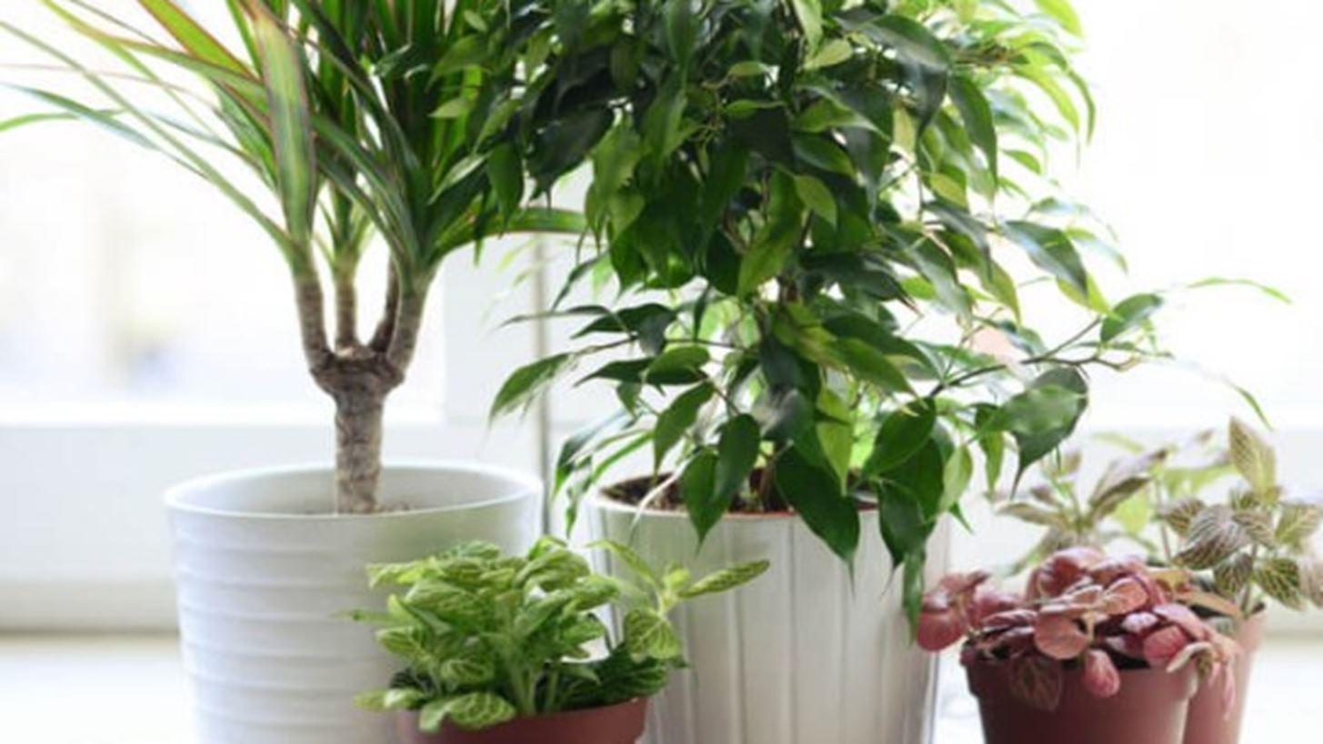 &#x3A6;&#x3C5;&#x3C4;&#x3AC; &#x3C0;&#x3BF;&#x3C5; &#x3BA;&#x3B1;&#x3B8;&#x3B1;&#x3C1;&#x3AF;&#x3B6;&#x3BF;&#x3C5;&#x3BD; &#x3C4;&#x3B7;&#x3BD; &#x3B1;&#x3C4;&#x3BC;&#x3CC;&#x3C3;&#x3C6;&#x3B1;&#x3B9;&#x3C1;&#x3B1;: &#x39D;&#x3B1; &#x3C0;&#x3BF;&#x3B9;&#x3B1; &#x3BD;&#x3B1; &#x3AD;&#x3C7;&#x3BF;&#x3C5;&#x3BC;&#x3B5; &#x3C3;&#x3C4;&#x3BF; &#x3C3;&#x3C0;&#x3AF;&#x3C4;&#x3B9; &#x3BC;&#x3B1;&#x3C2;