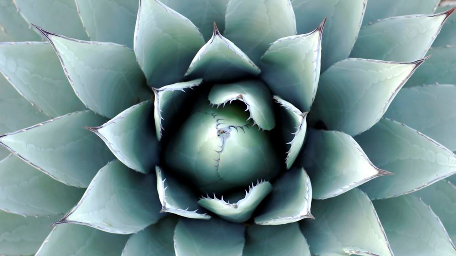 #Tidbits *: &#x395;&#x3C3;&#x3CD; &#x3C4;&#x3B9; &#x3BE;&#x3AD;&#x3C1;&#x3B5;&#x3B9;&#x3C2; &#x3B3;&#x3B9;&#x3B1; &#x3C4;&#x3BF; mezcal;