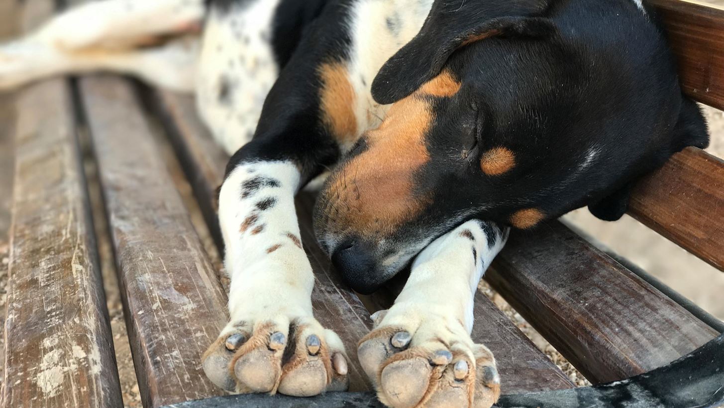 &#x397; &#x391;&#x3AF;&#x3B3;&#x3B9;&#x3BD;&#x3B1; &#x3C6;&#x3B9;&#x3BB;&#x3BF;&#x3B4;&#x3BF;&#x3BE;&#x3B5;&#x3AF; &#x3BD;&#x3B1; &#x3B3;&#x3AF;&#x3BD;&#x3B5;&#x3B9; &#x3C4;&#x3BF; 2021 &#x3B7; &#x3C0;&#x3C1;&#x3CE;&#x3C4;&#x3B7; &#x3BA;&#x3BF;&#x3B9;&#x3BD;&#x3CC;&#x3C4;&#x3B7;&#x3C4;&#x3B1; &#x3C3;&#x3C4;&#x3B7;&#x3BD; &#x395;&#x3BB;&#x3BB;&#x3AC;&#x3B4;&#x3B1; &#x3C7;&#x3C9;&#x3C1;&#x3AF;&#x3C2; &#x3B1;&#x3B4;&#x3AD;&#x3C3;&#x3C0;&#x3BF;&#x3C4;&#x3BF;&#x3C5;&#x3C2; &#x3C3;&#x3BA;&#x3CD;&#x3BB;&#x3BF;&#x3C5;&#x3C2;