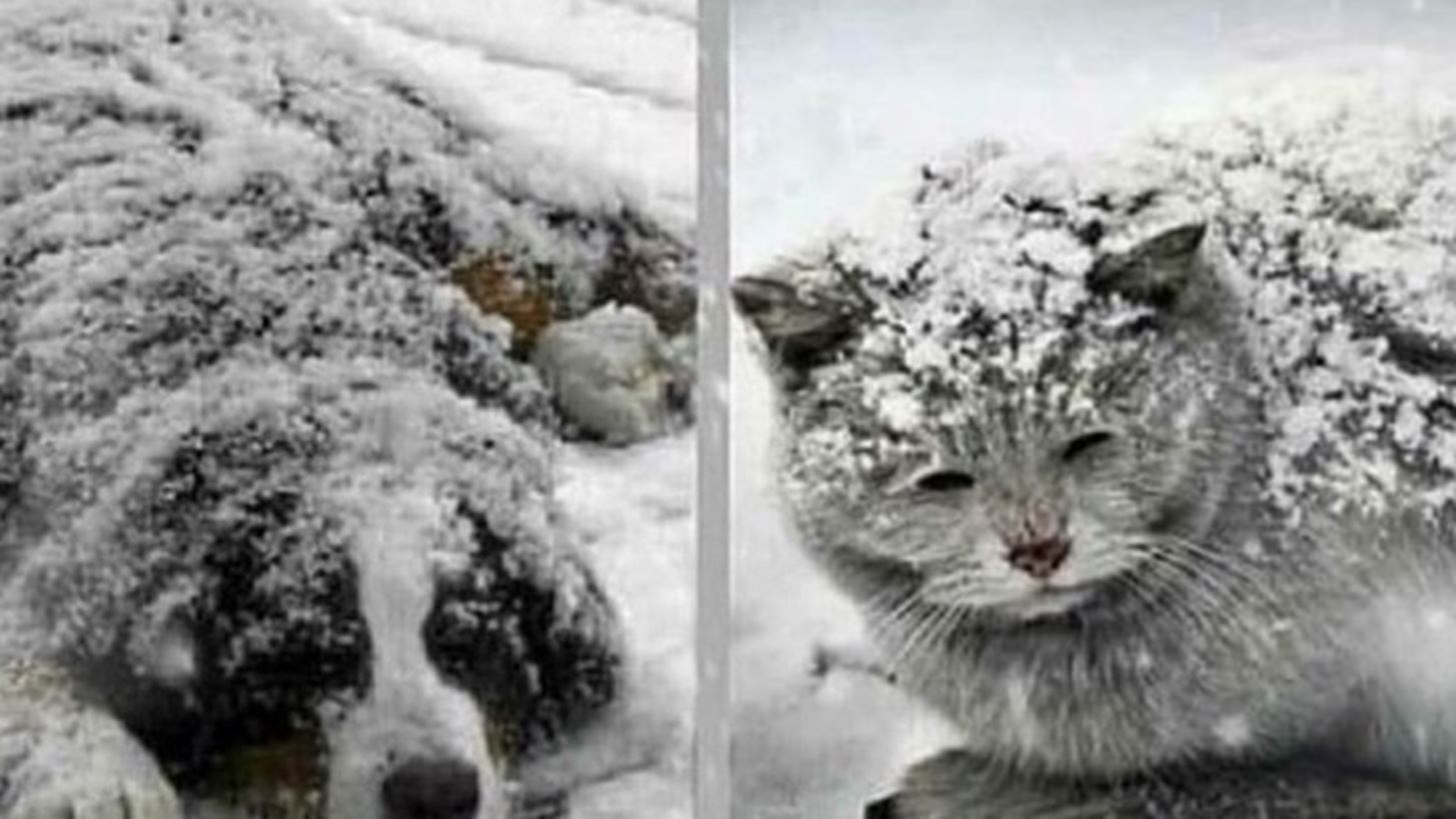 &quot;&#x392;&#x3B9;&#x3CE;&#x3BD;&#x3BF;&#x3C5;&#x3BD; &#x3C4;&#x3BF; &#x3BA;&#x3C1;&#x3CD;&#x3BF; &#x3BC;&#x3B5; &#x3C4;&#x3BF;&#x3BD; &#x3C7;&#x3B5;&#x3B9;&#x3C1;&#x3CC;&#x3C4;&#x3B5;&#x3C1;&#x3BF; &#x3C4;&#x3C1;&#x3CC;&#x3C0;&#x3BF;&quot; | &#x39F;&#x3B9; &#x3C3;&#x3C5;&#x3BC;&#x3B2;&#x3BF;&#x3C5;&#x3BB;&#x3AD;&#x3C2; &#x3C4;&#x3BF;&#x3C5; &#x3B5;&#x3B9;&#x3B4;&#x3B9;&#x3BA;&#x3BF;&#x3CD; &#x3C0;&#x3BF;&#x3C5; &#x3BC;&#x3C0;&#x3BF;&#x3C1;&#x3B5;&#x3AF; &#x3BD;&#x3B1; &#x3C3;&#x3CE;&#x3C3;&#x3BF;&#x3C5;&#x3BD; &#x3B6;&#x3C9;&#x3AD;&#x3C2; &#x3B1;&#x3B4;&#x3AD;&#x3C3;&#x3C0;&#x3BF;&#x3C4;&#x3C9;&#x3BD;