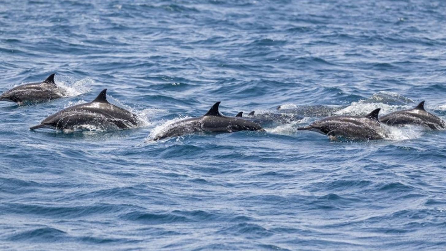 &#x39F; &#x3C0;&#x3CC;&#x3BB;&#x3B5;&#x3BC;&#x3BF;&#x3C2; &#x3C3;&#x3C4;&#x3B7;&#x3BD; &#x39F;&#x3C5;&#x3BA;&#x3C1;&#x3B1;&#x3BD;&#x3AF;&#x3B1; &#x3AD;&#x3C7;&#x3B5;&#x3B9; &#x3BF;&#x3B4;&#x3B7;&#x3B3;&#x3AE;&#x3C3;&#x3B5;&#x3B9; &#x3C3;&#x3C4;&#x3BF; &#x3BC;&#x3B1;&#x3B6;&#x3B9;&#x3BA;&#x3CC; &#x3B1;&#x3C6;&#x3B1;&#x3BD;&#x3B9;&#x3C3;&#x3BC;&#x3CC; &#x3C4;&#x3C9;&#x3BD; &#x3B4;&#x3B5;&#x3BB;&#x3C6;&#x3B9;&#x3BD;&#x3B9;&#x3CE;&#x3BD;