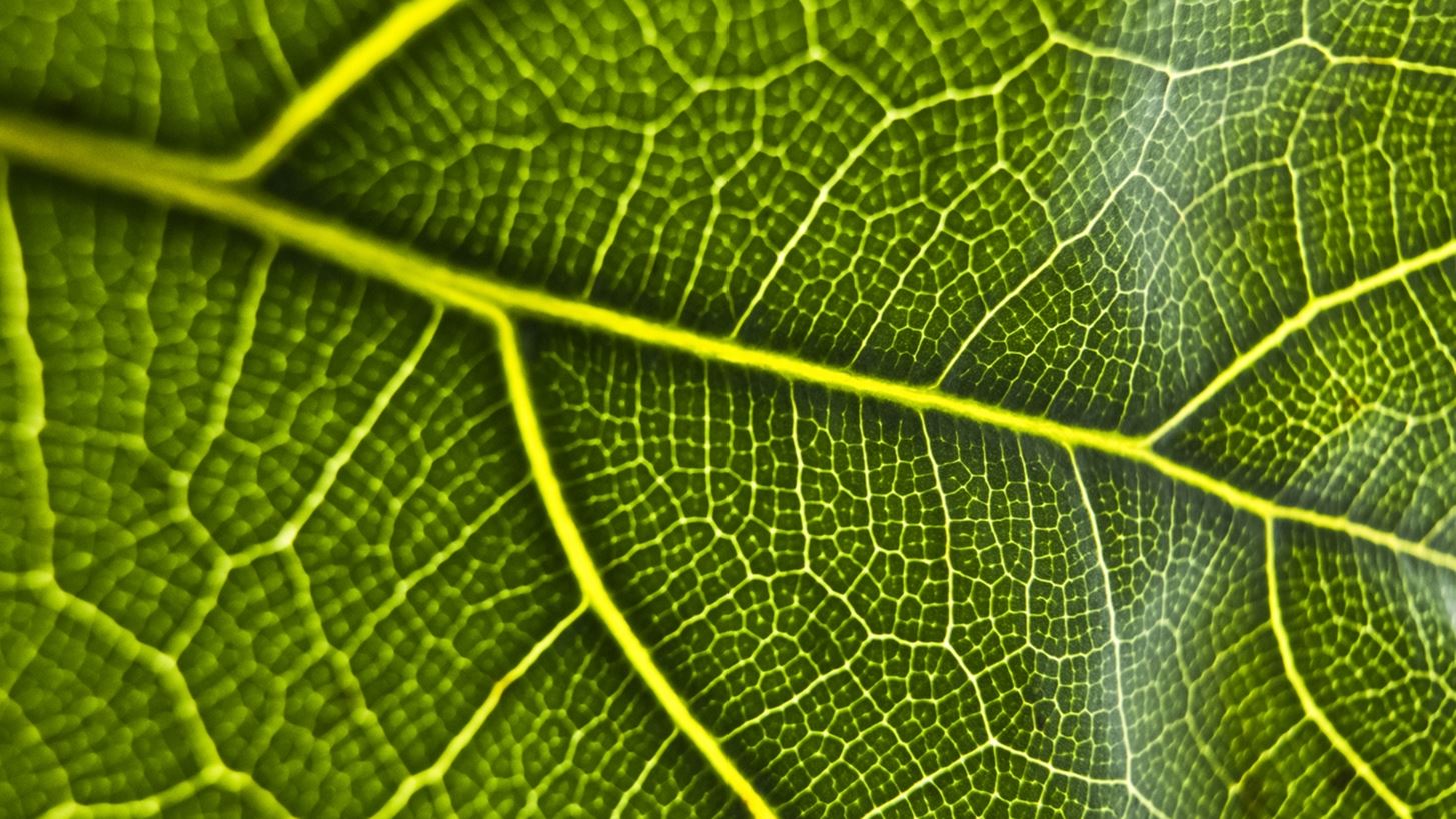 Ήρθε στην Ελλάδα το συμπλήρωμα διατροφής Χλωροφύλλης