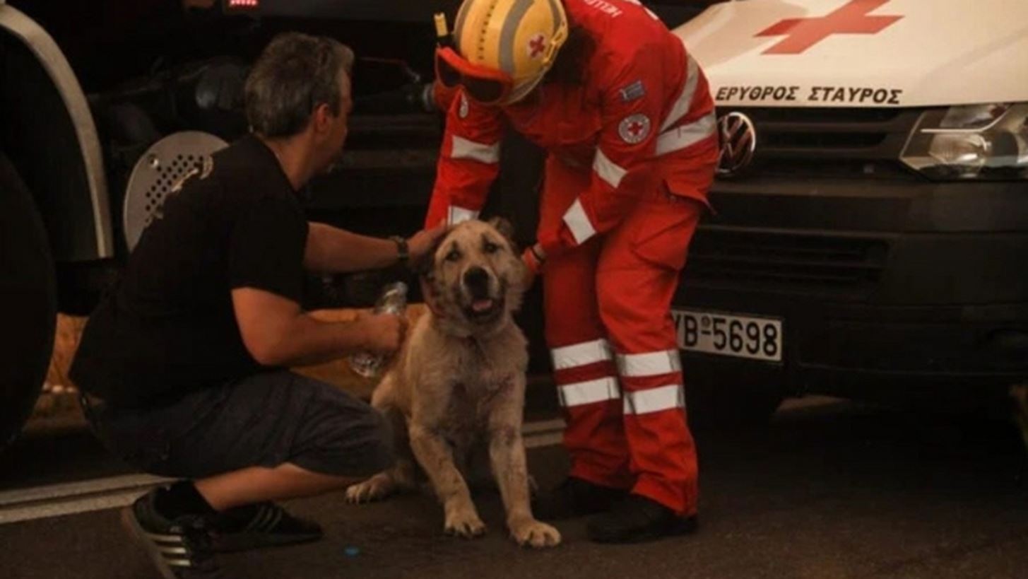 &#x3A6;&#x3C9;&#x3C4;&#x3B9;&#x3AC; &#x3C3;&#x3C4;&#x3B7;&#x3BD; &#x391;&#x3C4;&#x3C4;&#x3B9;&#x3BA;&#x3AE; | &#x3A0;&#x3CE;&#x3C2; &#x3BC;&#x3C0;&#x3BF;&#x3C1;&#x3B5;&#x3AF;&#x3C2; &#x3BD;&#x3B1; &#x3B2;&#x3BF;&#x3B7;&#x3B8;&#x3AE;&#x3C3;&#x3B5;&#x3B9;&#x3C2; &#x3C4;&#x3B1; &#x3C0;&#x3C5;&#x3C1;&#x3CC;&#x3C0;&#x3BB;&#x3B7;&#x3BA;&#x3C4;&#x3B1; &#x3B6;&#x3CE;&#x3B1;