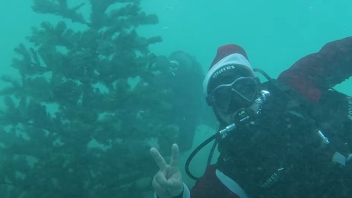 &#x3A3;&#x3C4;&#x3B7;&#x3BD; &#x391;&#x3BB;&#x3CC;&#x3BD;&#x3BD;&#x3B7;&#x3C3;&#x3BF; &#x3C4;&#x3BF; &#x3C7;&#x3C1;&#x3B9;&#x3C3;&#x3C4;&#x3BF;&#x3C5;&#x3B3;&#x3B5;&#x3BD;&#x3BD;&#x3B9;&#x3AC;&#x3C4;&#x3B9;&#x3BA;&#x3BF; &#x3B4;&#x3AD;&#x3BD;&#x3C4;&#x3C1;&#x3BF; &#x3C3;&#x3C4;&#x3BF;&#x3BB;&#x3AF;&#x3B6;&#x3B5;&#x3C4;&#x3B1;&#x3B9; &#x3B1;&#x3C0;&#x3CC; &#x3B4;&#x3CD;&#x3C4;&#x3B5;&#x3C2; &#x3C3;&#x3C4;&#x3BF;&#x3BD; &#x3B2;&#x3C5;&#x3B8;&#x3CC; &#x3C4;&#x3B7;&#x3C2; &#x3B8;&#x3AC;&#x3BB;&#x3B1;&#x3C3;&#x3C3;&#x3B1;&#x3C2;