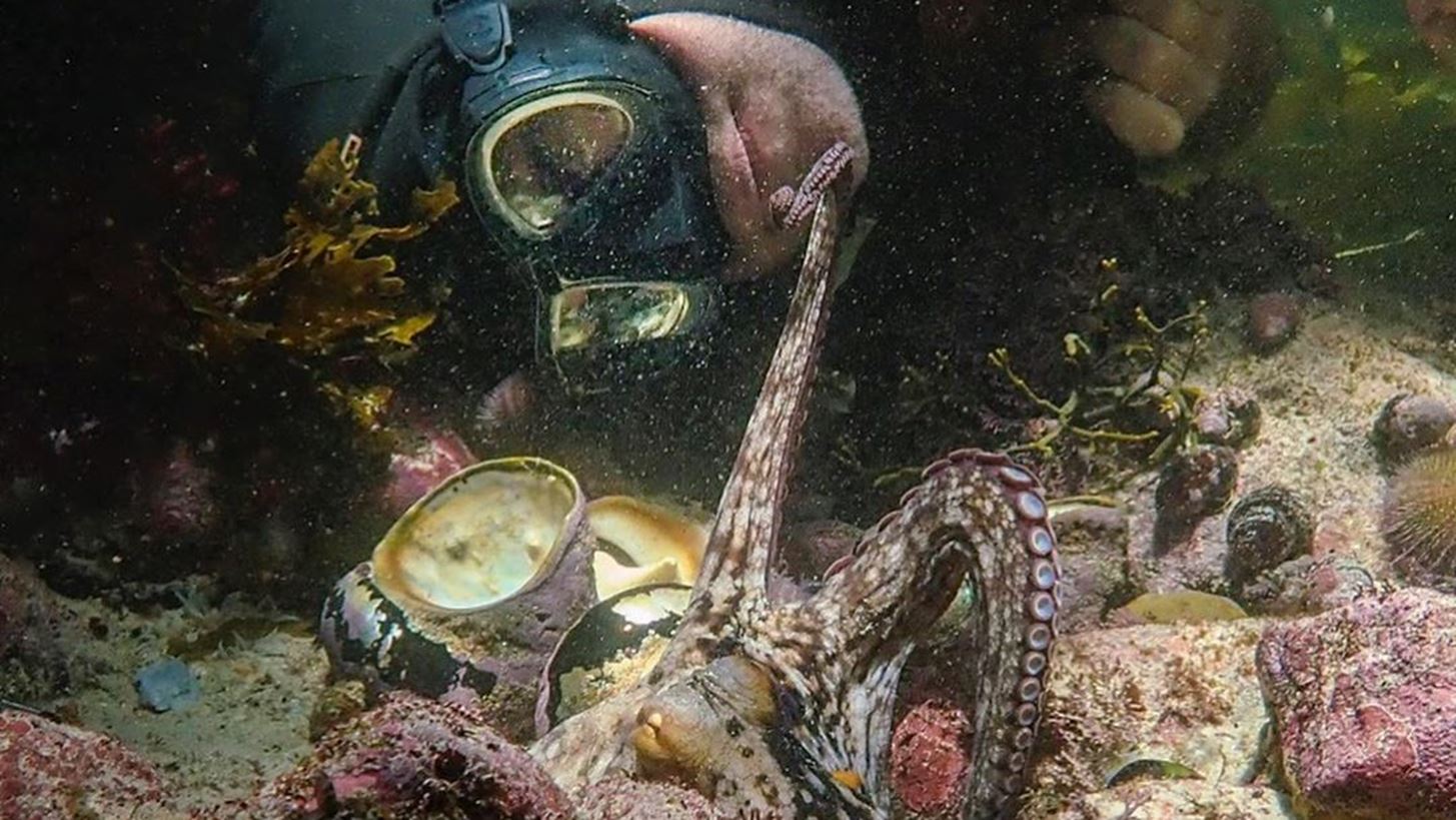&#x3A4;&#x3BF; &#x3BD;&#x3C4;&#x3BF;&#x3BA;&#x3B9;&#x3BC;&#x3B1;&#x3BD;&#x3C4;&#x3AD;&#x3C1; &#x3C4;&#x3BF;&#x3C5; Netflix &quot;My Octopus Teacher&quot; &#x3B1;&#x3C0;&#x3BF;&#x3BA;&#x3B1;&#x3BB;&#x3CD;&#x3C0;&#x3C4;&#x3B5;&#x3B9; &#x3BC;&#x3B9;&#x3B1; &#x3C3;&#x3C5;&#x3B3;&#x3BA;&#x3B9;&#x3BD;&#x3B7;&#x3C4;&#x3B9;&#x3BA;&#x3AE;, &#x3B1;&#x3C0;&#x3C1;&#x3CC;&#x3C3;&#x3BC;&#x3B5;&#x3BD;&#x3B7; &#x3C6;&#x3B9;&#x3BB;&#x3AF;&#x3B1;