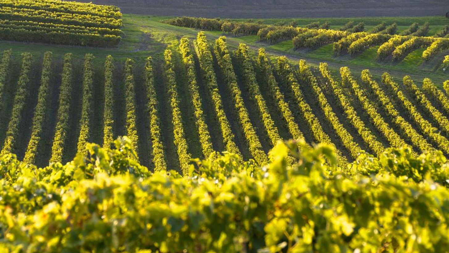 #Tidbits *: In Grapes we Trust