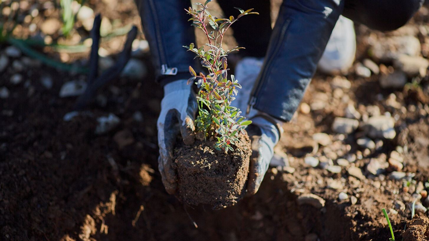 &#x397; &#x3A0;&#x3B1;&#x3C0;&#x3B1;&#x3C3;&#x3C4;&#x3C1;&#x3AC;&#x3C4;&#x3BF;&#x3C2; &#x3C6;&#x3C5;&#x3C4;&#x3B5;&#x3CD;&#x3B5;&#x3B9; 70.000 &#x3B4;&#x3AD;&#x3BD;&#x3C4;&#x3C1;&#x3B1;