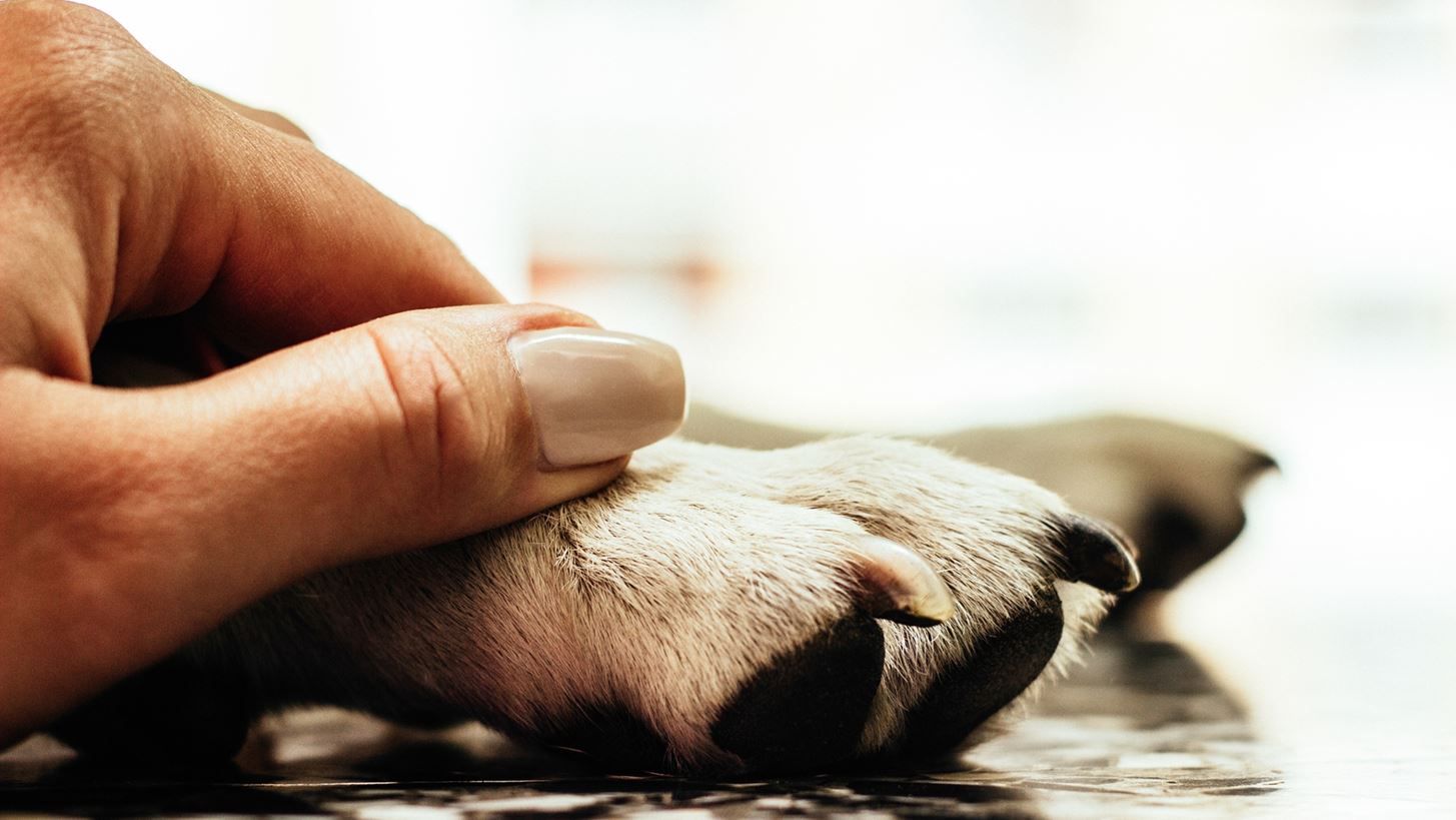 &#x397; &#x3B1;&#x3C0;&#x3BF;&#x3C3;&#x3C4;&#x3B5;&#x3C9;&#x3BC;&#x3AD;&#x3BD;&#x3B7; &#x39D;&#x3AF;&#x3BA;&#x3B7; &#x3B4;&#x3B5;&#x3BD; &#x3C4;&#x3B1; &#x3BA;&#x3B1;&#x3C4;&#x3AC;&#x3C6;&#x3B5;&#x3C1;&#x3B5; &#x3BA;&#x3B9; &#x3B1;&#x3C5;&#x3C4;&#x3CC; &#x3B5;&#x3AF;&#x3BD;&#x3B1;&#x3B9; &#x3AE;&#x3C4;&#x3C4;&#x3B1; &#x3B3;&#x3B9;&#x3B1; &#x3CC;&#x3BB;&#x3BF;&#x3C5;&#x3C2; &#x3BC;&#x3B1;&#x3C2;