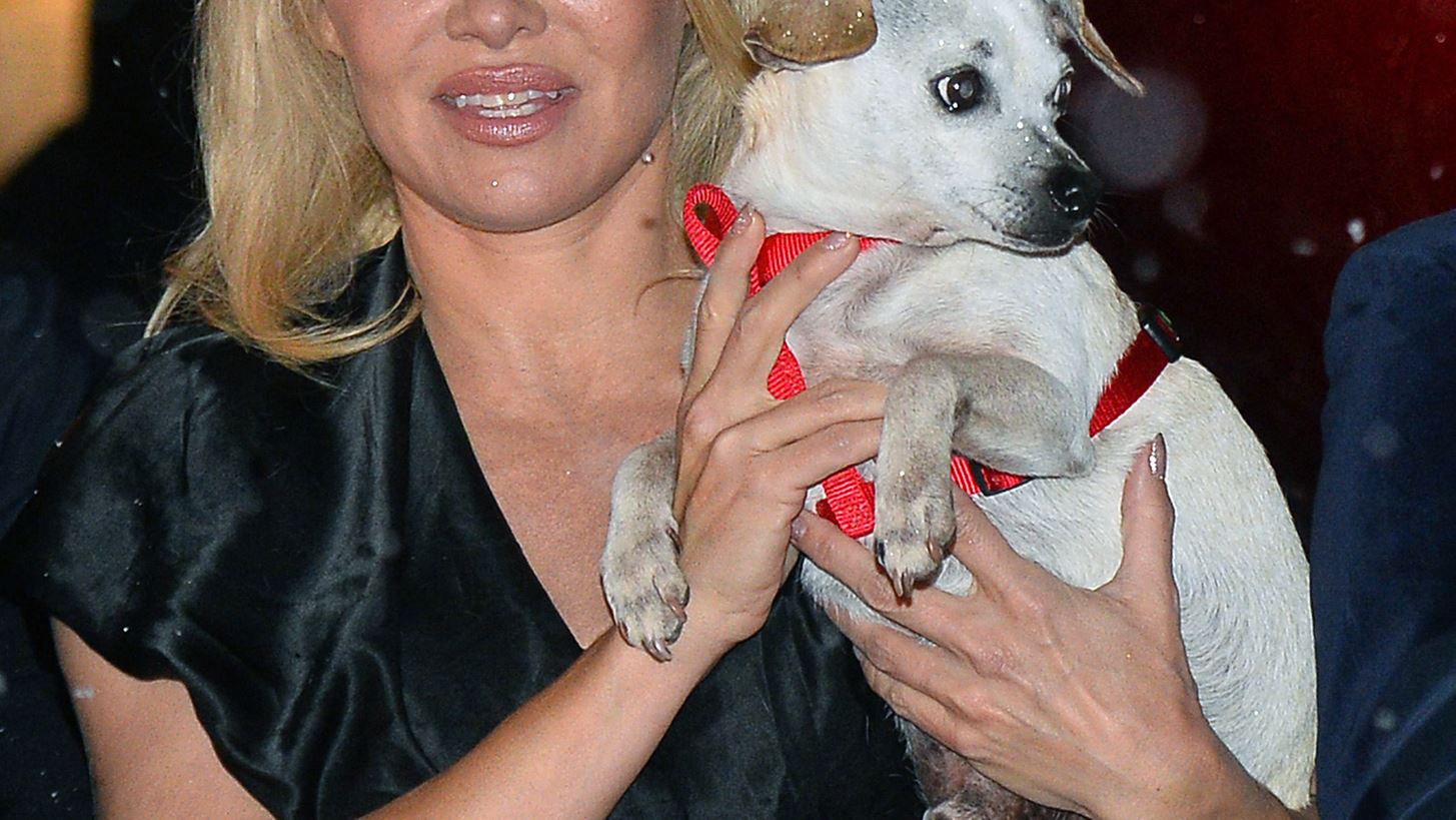 Pamela Anderson | &#x394;&#x3B7;&#x3BB;&#x3CE;&#x3BD;&#x3B5;&#x3B9; &#x3AD;&#x3C4;&#x3BF;&#x3B9;&#x3BC;&#x3B7; &#x3BD;&#x3B1; &#x3BA;&#x3AC;&#x3BD;&#x3B5;&#x3B9; &#x3AC;&#x3BB;&#x3BB;&#x3BF; &#x3AD;&#x3BD;&#x3B1; &#x3C0;&#x3B1;&#x3B9;&#x3B4;&#x3AF;