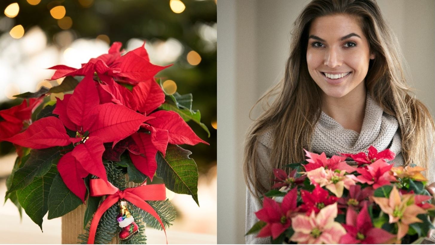 &#x391;&#x3BB;&#x3B5;&#x3BE;&#x3B1;&#x3BD;&#x3B4;&#x3C1;&#x3B9;&#x3BD;&#x3CC; | 3 &#x3B5;&#x3CD;&#x3BA;&#x3BF;&#x3BB;&#x3B5;&#x3C2; &#x3B9;&#x3B4;&#x3AD;&#x3B5;&#x3C2; &#x3B3;&#x3B9;&#x3B1; &#x3B4;&#x3B9;&#x3B1;&#x3BA;&#x3CC;&#x3C3;&#x3BC;&#x3B7;&#x3C3;&#x3B7; &#x3BC;&#x3B5; &#x3C0;&#x3C1;&#x3C9;&#x3C4;&#x3B1;&#x3B3;&#x3C9;&#x3BD;&#x3B9;&#x3C3;&#x3C4;&#x3AE; &#x3C4;&#x3BF; &#x3BB;&#x3BF;&#x3C5;&#x3BB;&#x3BF;&#x3CD;&#x3B4;&#x3B9; &#x3C4;&#x3C9;&#x3BD; &#x3A7;&#x3C1;&#x3B9;&#x3C3;&#x3C4;&#x3BF;&#x3C5;&#x3B3;&#x3AD;&#x3BD;&#x3BD;&#x3C9;&#x3BD;!