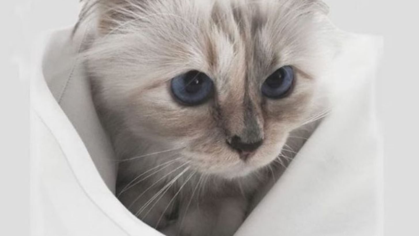 &#x3A0;&#x3BF;&#x3B9;&#x3B1; &#x3B4;&#x3B9;&#x3AC;&#x3C3;&#x3B7;&#x3BC;&#x3B7; &#x3B3;&#x3AC;&#x3C4;&#x3B1; &#x3AD;&#x3C0;&#x3B5;&#x3C3;&#x3B5; &#x3B8;&#x3CD;&#x3BC;&#x3B1; &#x3B4;&#x3B9;&#x3B1;&#x3C1;&#x3C1;&#x3AE;&#x3BA;&#x3C4;&#x3B7;;