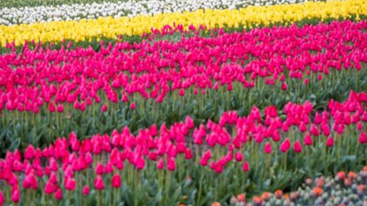 &#x3A4;&#x3B1; &#x3BB;&#x3B9;&#x3B2;&#x3AC;&#x3B4;&#x3B9;&#x3B1; &#x3BC;&#x3B5; &#x3C4;&#x3BF;&#x3C5;&#x3BB;&#x3AF;&#x3C0;&#x3B5;&#x3C2; &#x3B5;&#x3AF;&#x3BD;&#x3B1;&#x3B9; &#x3CC;,&#x3C4;&#x3B9; &#x3C0;&#x3B9;&#x3BF; &#x3CC;&#x3BC;&#x3BF;&#x3C1;&#x3C6;&#x3BF; &#x3B8;&#x3B1; &#x3B4;&#x3B5;&#x3B9;&#x3C2; &#x3C4;&#x3B7;&#x3BD; &#x3AC;&#x3BD;&#x3BF;&#x3B9;&#x3BE;&#x3B7;