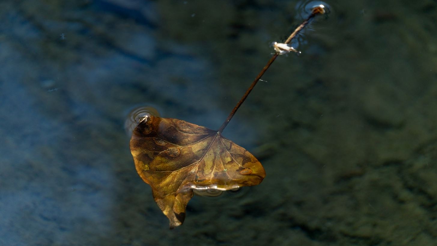 Fluid Beauty | &#x391;&#x3C4;&#x3BF;&#x3BC;&#x3B9;&#x3BA;&#x3AE; &#x3AD;&#x3BA;&#x3B8;&#x3B5;&#x3C3;&#x3B7; &#x3C6;&#x3C9;&#x3C4;&#x3BF;&#x3B3;&#x3C1;&#x3B1;&#x3C6;&#x3AF;&#x3B1;&#x3C2; &#x3C4;&#x3B7;&#x3C2; &#x395;&#x3CD;&#x3B1;&#x3C2; &#x39C;&#x3C0;&#x3AD;&#x3C1;&#x3BB;&#x3B5;&#x3C1;