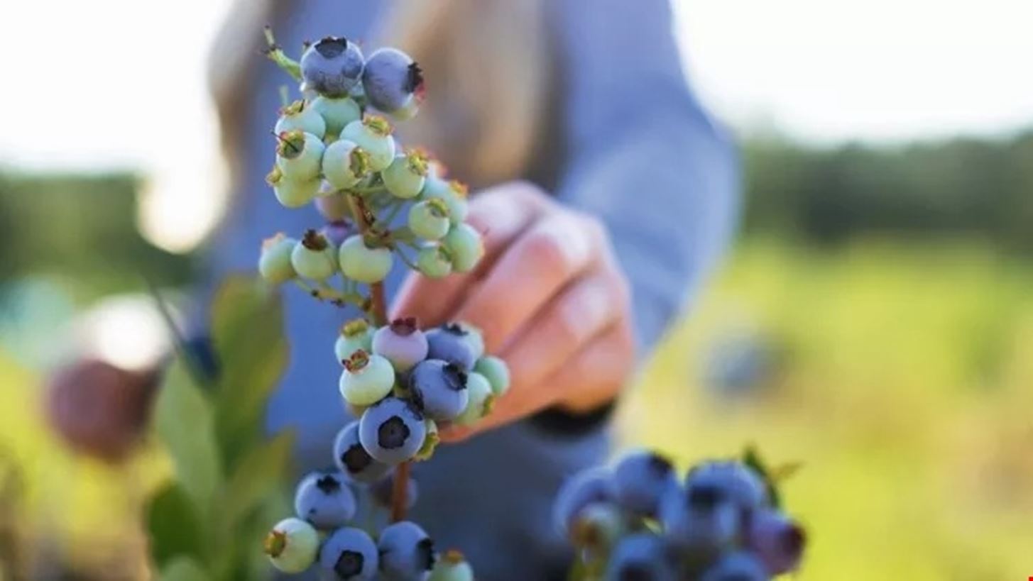 &#x392;lueberries | &#x38C;&#x3BB;&#x3BF;&#x3B9; &#x3BF;&#x3B9; &#x3BB;&#x3CC;&#x3B3;&#x3BF;&#x3B9; &#x3B3;&#x3B9;&#x3B1; &#x3BD;&#x3B1; &#x3C4;&#x3B1; &#x3B5;&#x3BD;&#x3C4;&#x3AC;&#x3BE;&#x3B5;&#x3B9;&#x3C2; &#x3C3;&#x3C4;&#x3B7; &#x3B4;&#x3B9;&#x3B1;&#x3C4;&#x3C1;&#x3BF;&#x3C6;&#x3AE; &#x3C3;&#x3BF;&#x3C5;