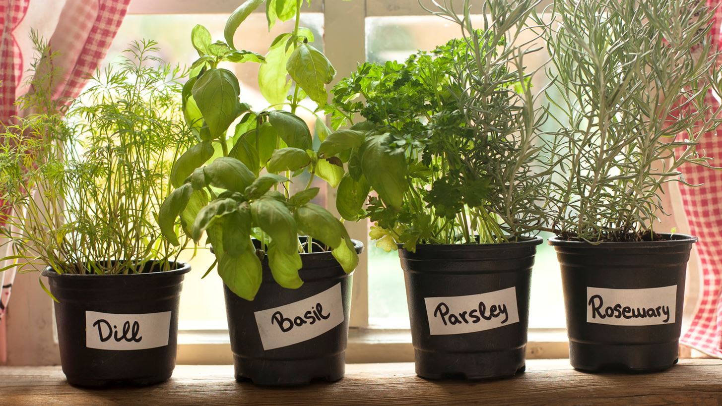 10 βότανα και φυτά που θεραπεύουν