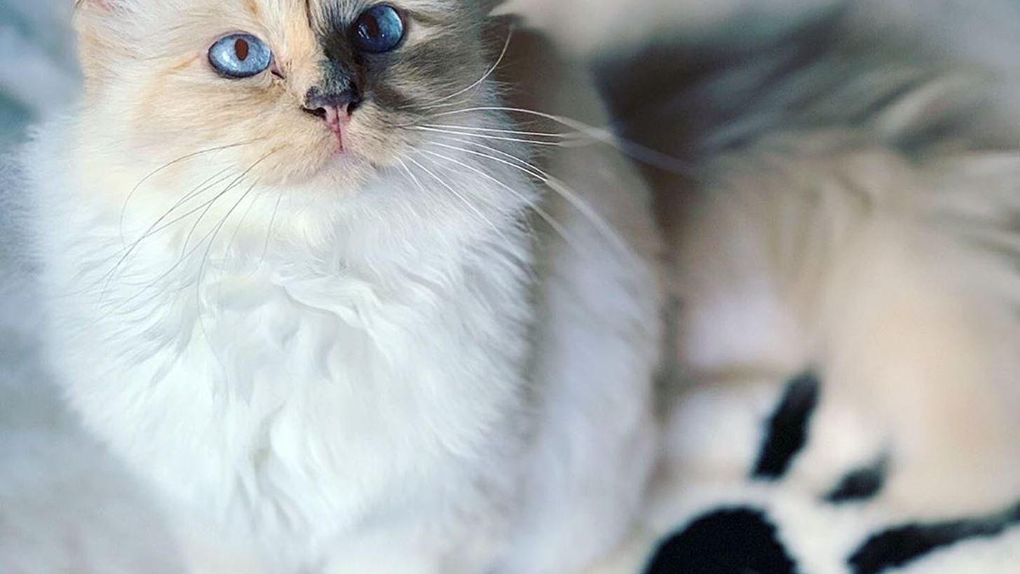 Choupette by Karl Lagerfeld: &#x388;&#x3BD;&#x3B1; &#x3BD;&#x3AD;&#x3BF; &#x3B2;&#x3B9;&#x3B2;&#x3BB;&#x3AF;&#x3BF; &#x3B3;&#x3B9;&#x3B1; &#x3C4;&#x3B7;&#x3BD; &#x3C0;&#x3BF;&#x3BB;&#x3C5;&#x3B1;&#x3B3;&#x3B1;&#x3C0;&#x3B7;&#x3BC;&#x3AD;&#x3BD;&#x3B7; &#x3B3;&#x3AC;&#x3C4;&#x3B1; &#x3C4;&#x3BF;&#x3C5; &#x3B8;&#x3C1;&#x3C5;&#x3BB;&#x3B9;&#x3BA;&#x3BF;&#x3CD; &#x3C3;&#x3C7;&#x3B5;&#x3B4;&#x3B9;&#x3B1;&#x3C3;&#x3C4;&#x3AE;