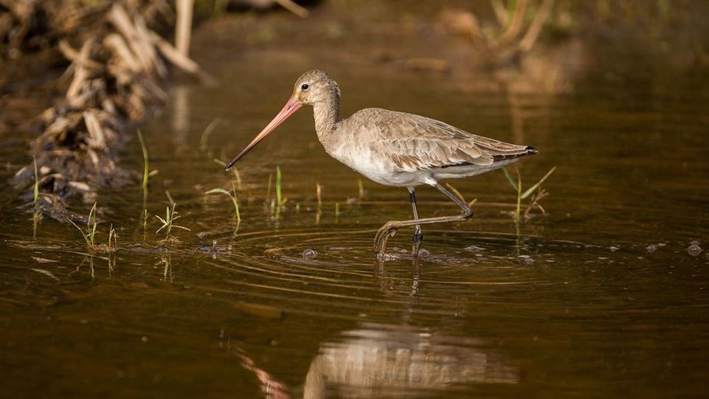&#x39A;&#x3B1;&#x3C4;&#x3AC; 68% &#x3AD;&#x3C7;&#x3BF;&#x3C5;&#x3BD; &#x3BC;&#x3B5;&#x3B9;&#x3C9;&#x3B8;&#x3B5;&#x3AF; &#x3BF;&#x3B9; &#x3C0;&#x3BB;&#x3B7;&#x3B8;&#x3C5;&#x3C3;&#x3BC;&#x3BF;&#x3AF; &#x3AC;&#x3B3;&#x3C1;&#x3B9;&#x3B1;&#x3C2; &#x3B6;&#x3C9;&#x3AE;&#x3C2; &#x3B1;&#x3C0;&#x3CC; &#x3C4;&#x3BF; 1970
